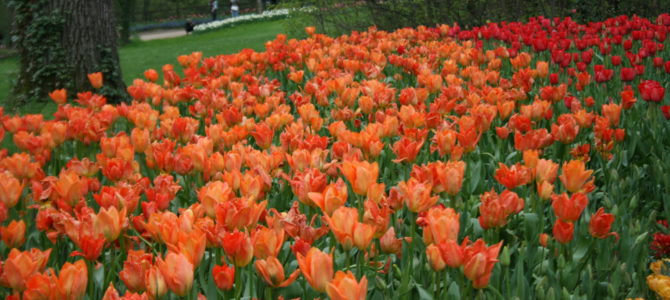 Castello di Pralormo: Messer Tulipano