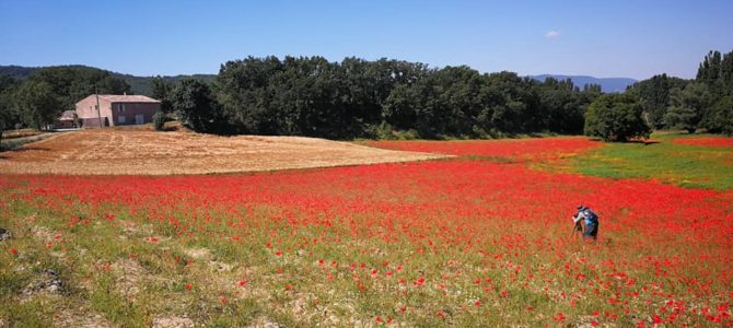 Provenza: itinerario fra sentieri dell’ocra e campi di lavanda