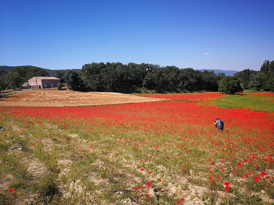 provenza francia viaggio con bambini lavanda