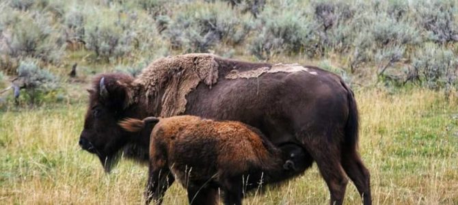 Yellowstone National Park