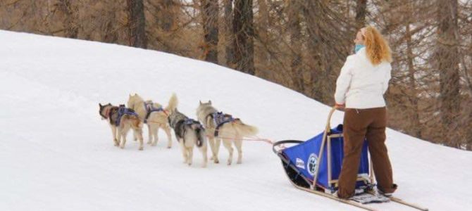 Sleddog in Piemonte, escursione in slitta trainata da cani